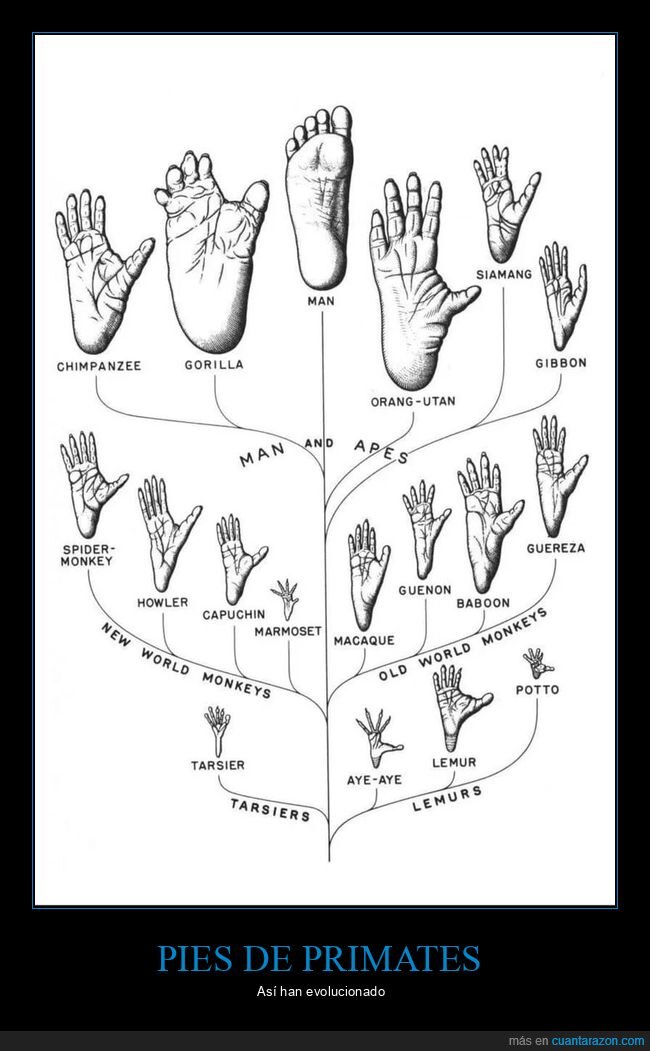 pies,primates,evolución