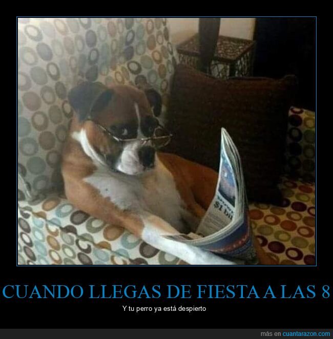 fiesta,llegar,perro,despierto