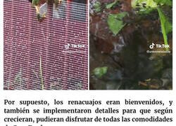 Enlace a Esta rana se llama Frod y se ha vuelto viral por tener una casa mejor que todos nosotros