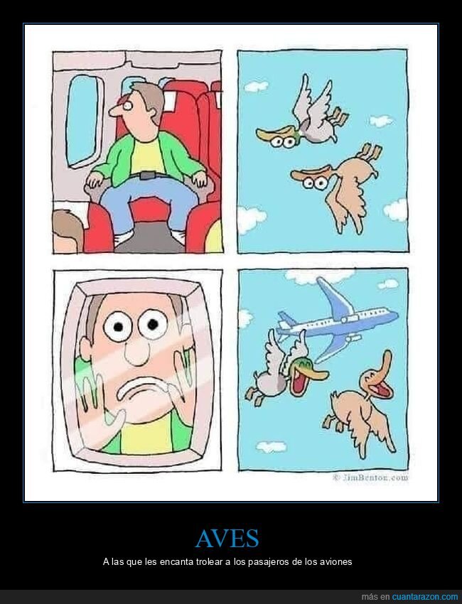 patos,bocabajo,avión