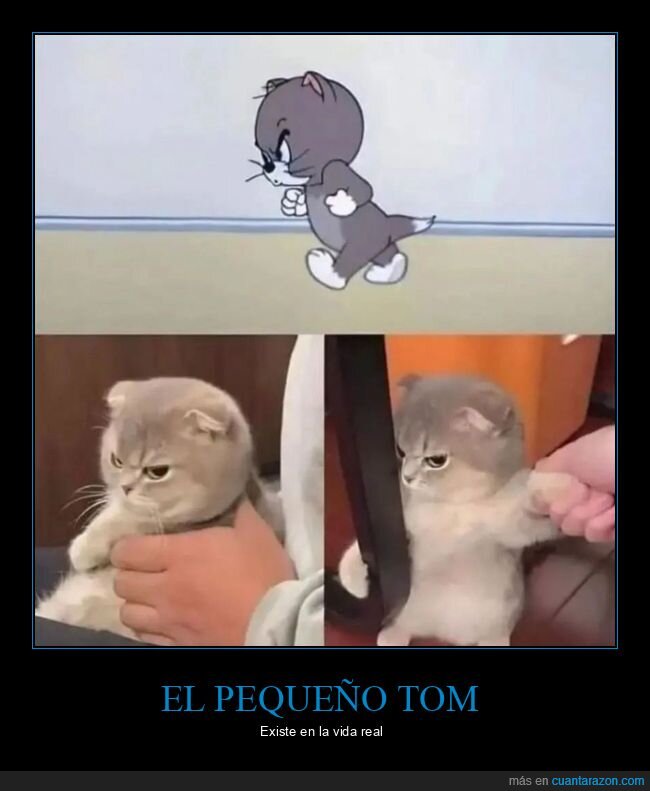 tom y jerry,gato,parecidos