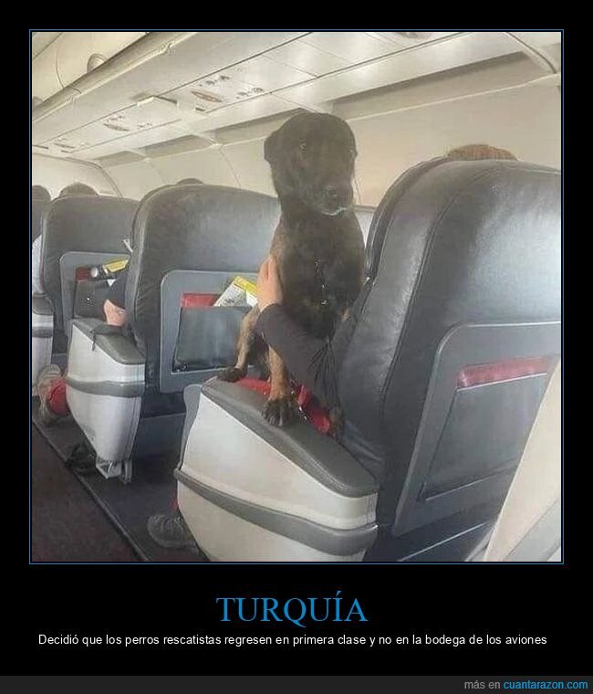 turquía,perro,rescatista,avión,primera clase