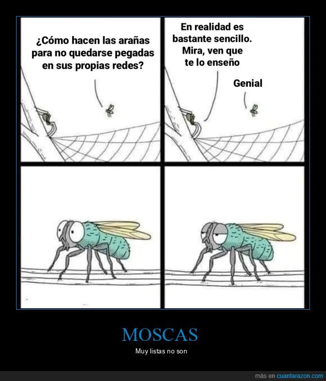 mosca,araña,telaraña