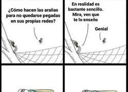 Enlace a Mosca curiosa