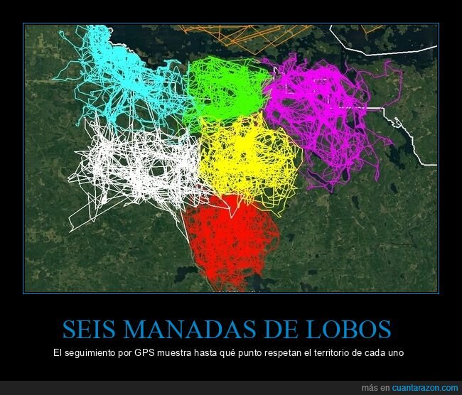 manadas,lobos,gps,territorios