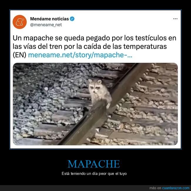 mapache,pegado,temperaturas,vía del tren