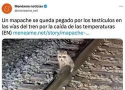 Enlace a Mapache en apuros