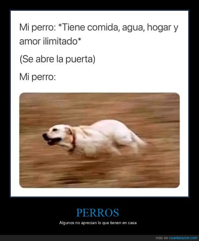 corriendo,perros,puerta