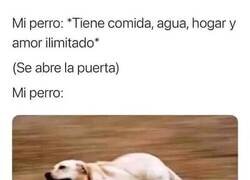 Enlace a Lógica canina