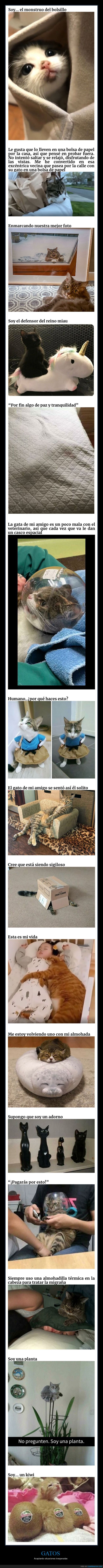 gatos,aceptando,situaciones inesperadas