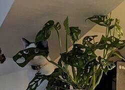 Enlace a Alguien te observa