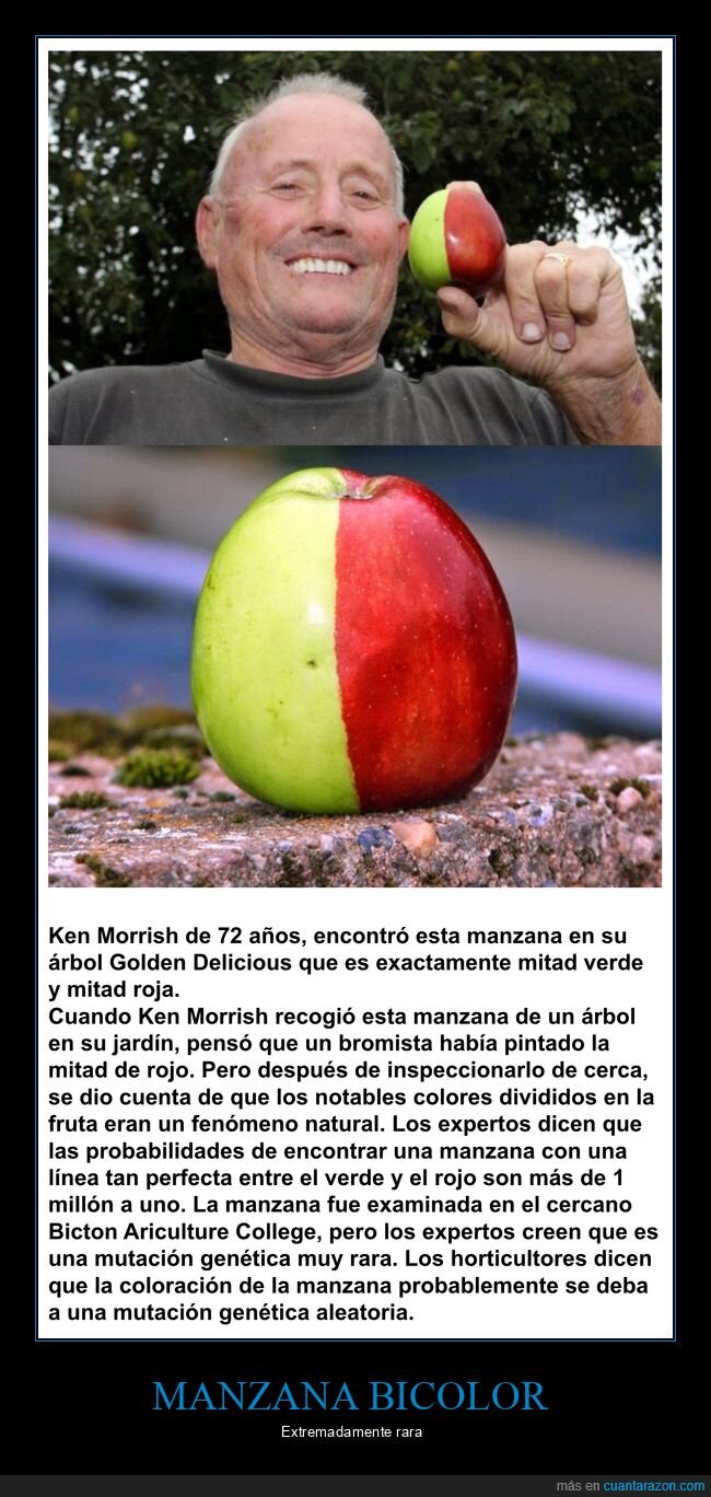 manzana,mitad,verde,roja