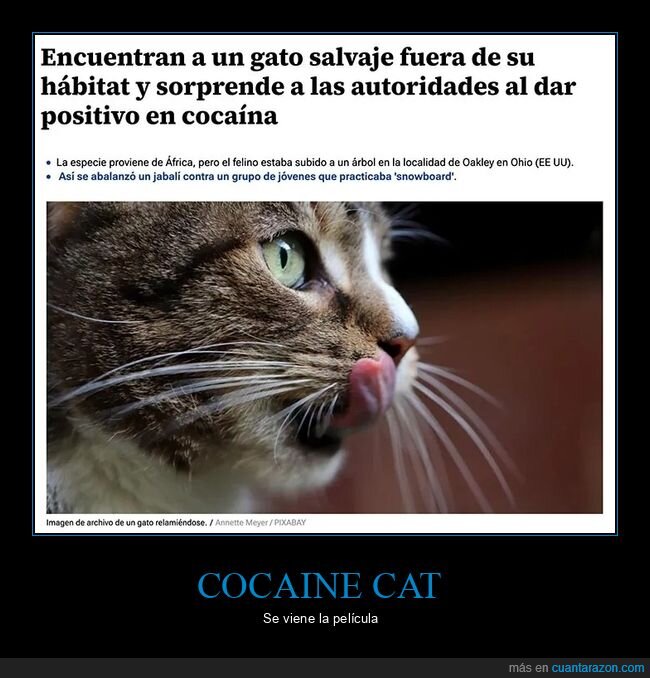 coca,gatos,wtf