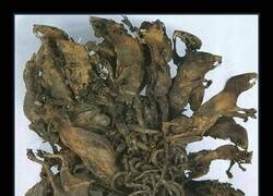 Enlace a Criatura infernal