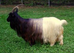 Enlace a Toca cambiar el tóner