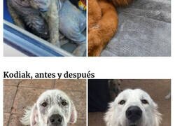 Enlace a Conmovedoras fotos de perros antes y después de ser adoptados mostrando como cambian sus vidas