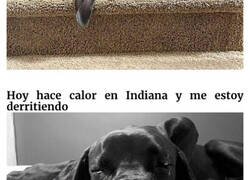 Enlace a Divertidos perros de la raza gran danés que no son conscientes de su tamaño
