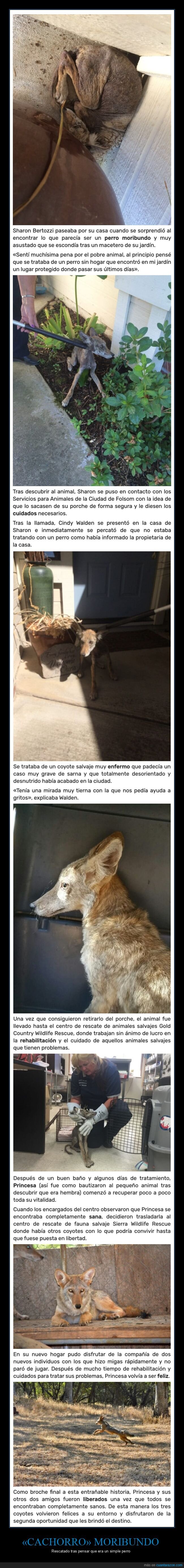 perro,coyote,rescatado