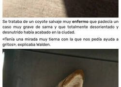 Enlace a Una mujer rescata a un «cachorro» moribundo tras pensar que era un simple perro