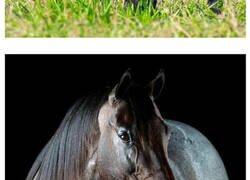 Enlace a El hombre que susurraba a los caballos con su cámara de fotos
