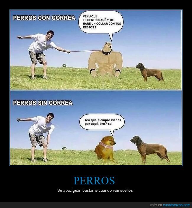 correa,doge y cheems,perros