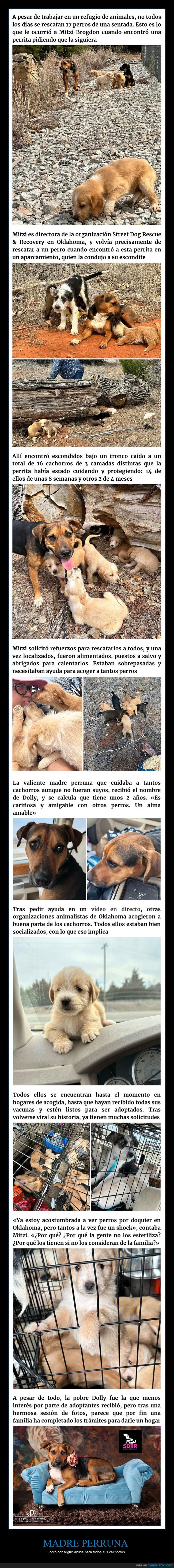 perros,cachorros,rescatados