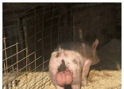 Enlace a Problemas porcinos