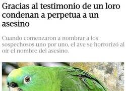 Enlace a Loro delator