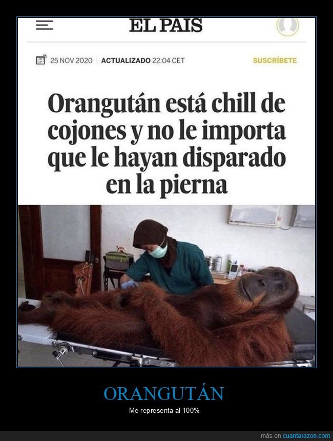 chill,disparo,orangután,pierna