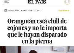 Enlace a Orangután chill