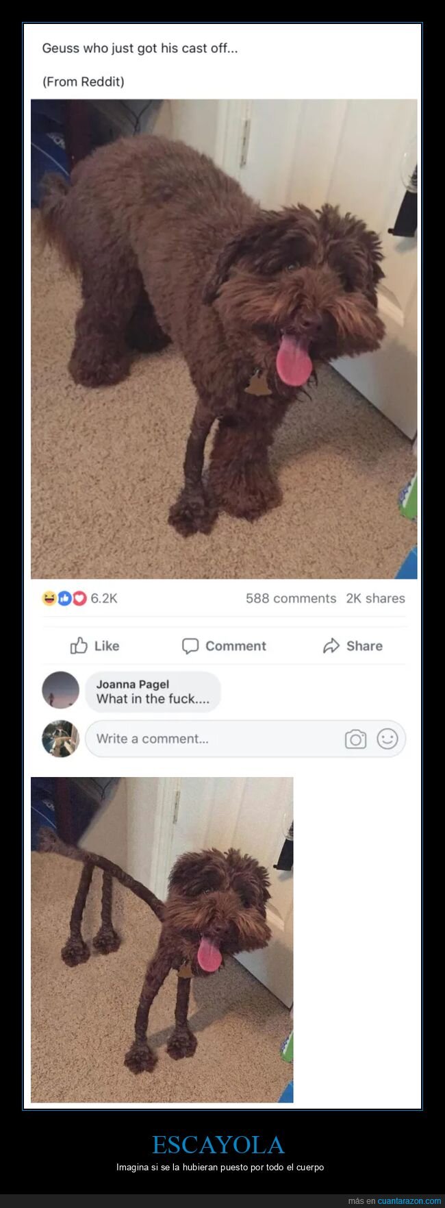 escayola,pata,perros,wtf