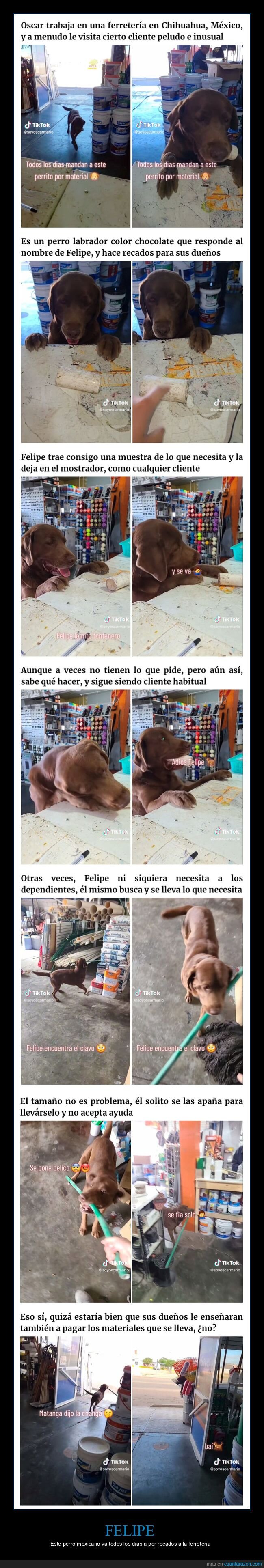 perro,ferretería,cliente