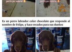 Enlace a Este perro mexicano va todos los días a por recados a la ferretería