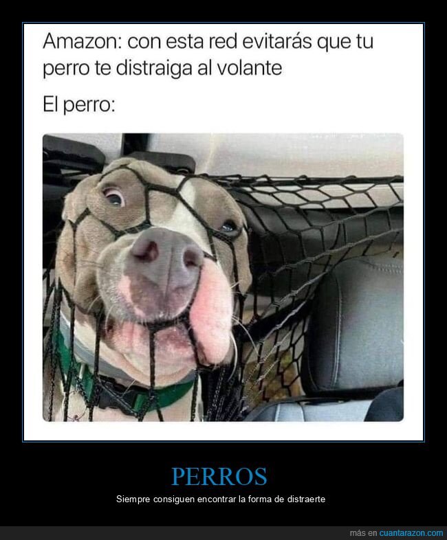 perro,red,distraer,conducir