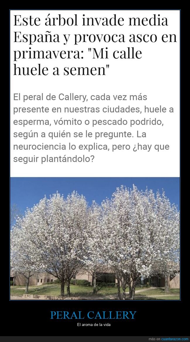 peral callery,olor