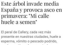 Enlace a Aroma embriagador