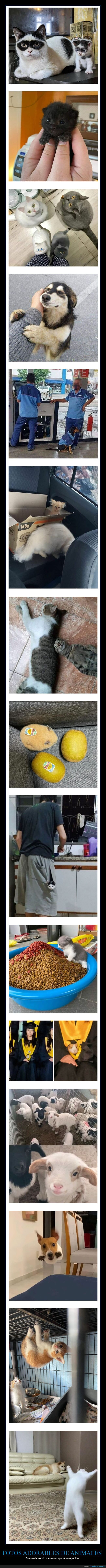 animales,adorables