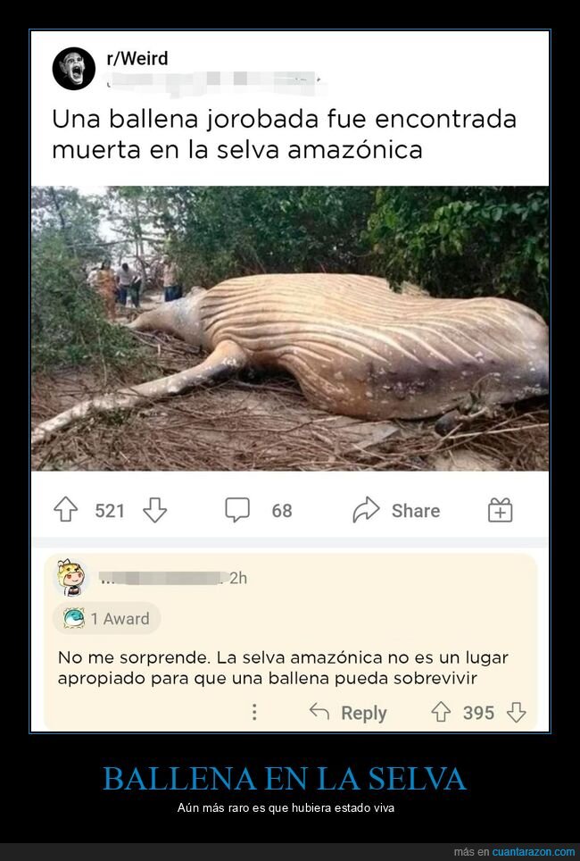 ballena,selva,muerta