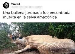 Enlace a Nada sorprendente