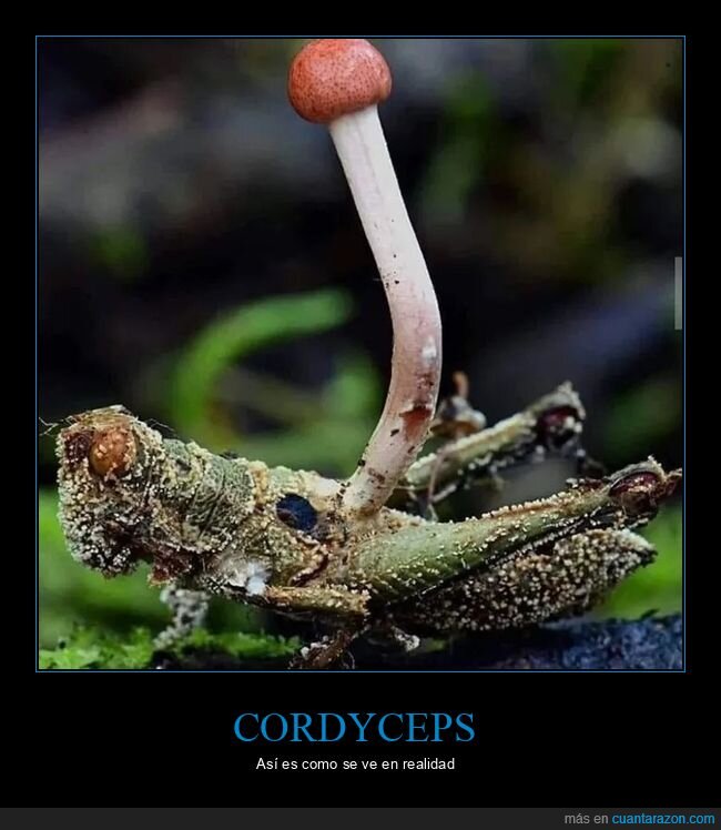 cordyceps,curiosidades,hongo,saltamontes