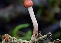 Enlace a Saltamontes infectado