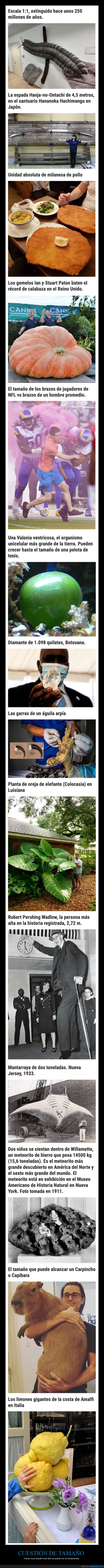 tamaño,grandes,curiosidades