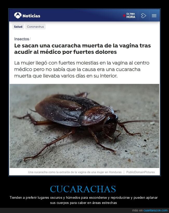 cucaracha,médico,dolores