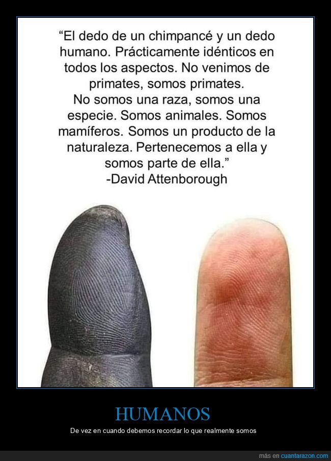 dedo,chimpancé,humano