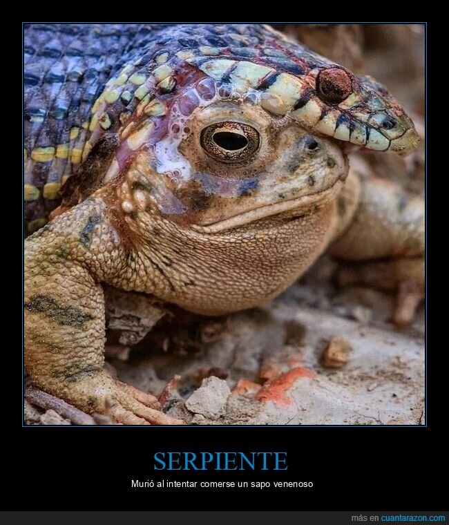 sapo,serpiente,venenoso