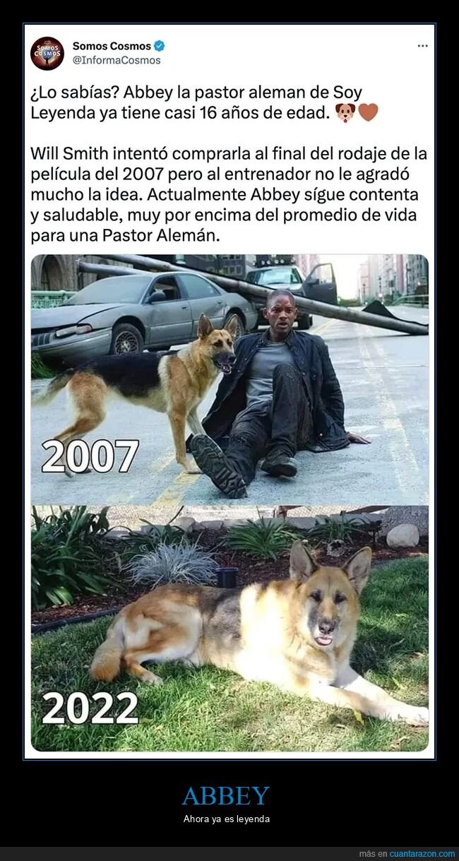 cine,perros,soy leyenda