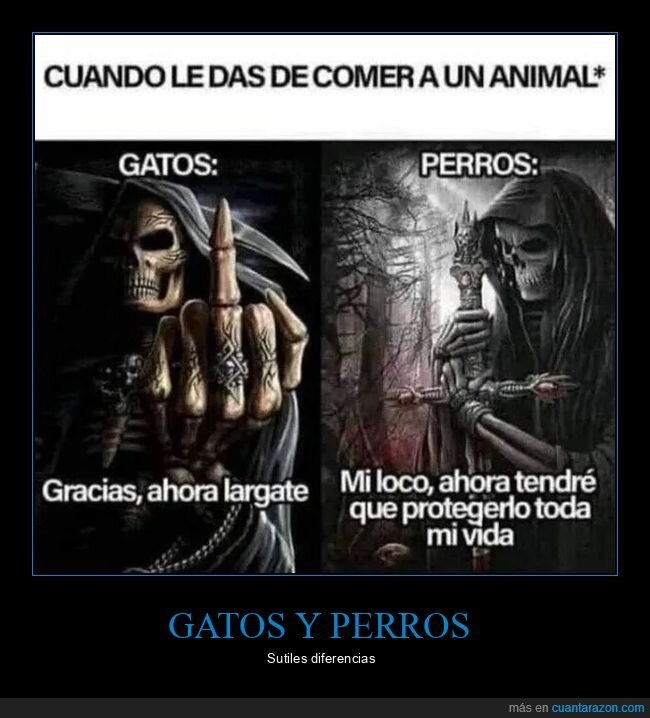 dar de comer,gatos,perros