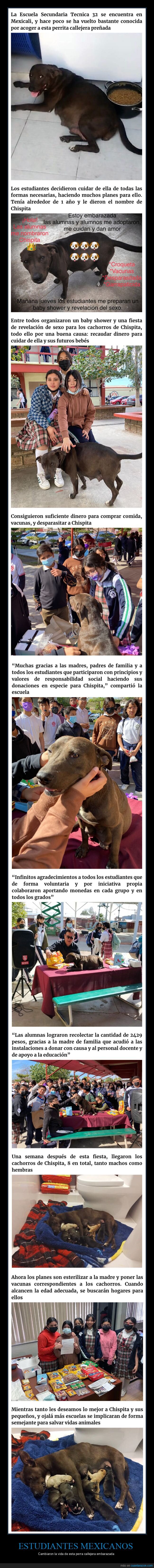 perros,rescatar,estudiantes