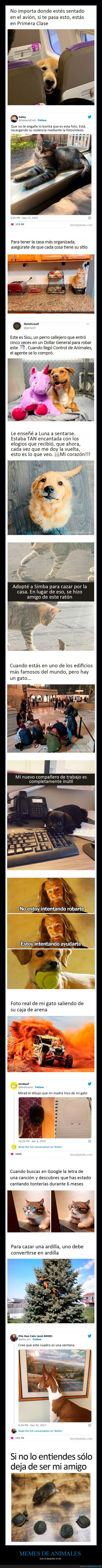 memes,animales