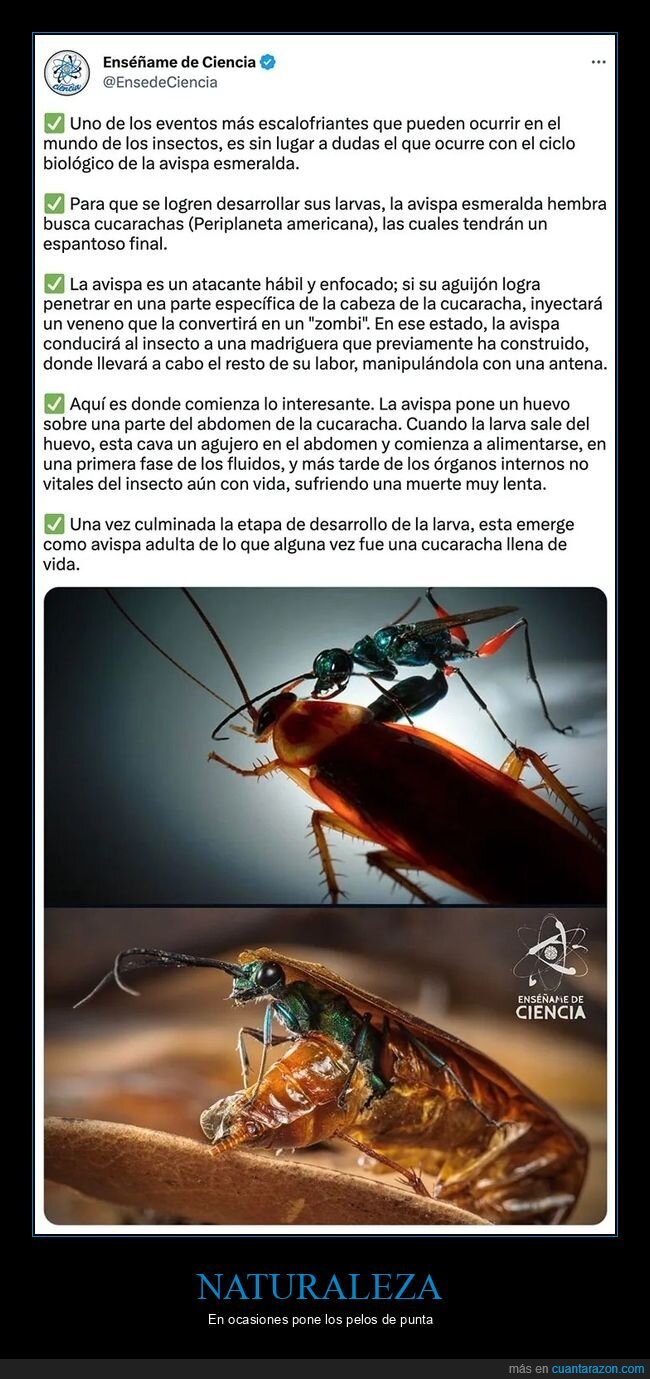 avispa esmeralda,cucarachas,curiosidades,zombie